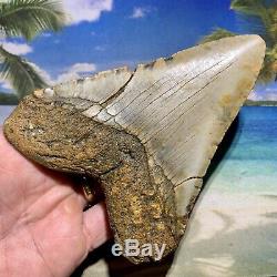 5.15 Megalodon Shark Tooth Giant Size-All Natural No Restoration or Repair