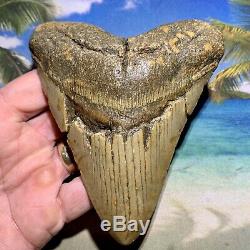 5.15 Megalodon Shark Tooth Giant Size-All Natural No Restoration or Repair