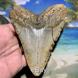 5.15 Megalodon Shark Tooth Giant Size-All Natural No Restoration or Repair