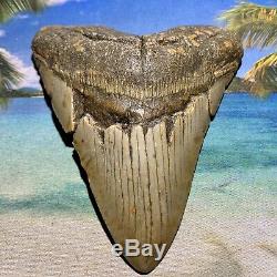 5.15 Megalodon Shark Tooth Giant Size-All Natural No Restoration or Repair