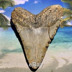 5.15 Megalodon Shark Tooth Giant Size-All Natural No Restoration or Repair