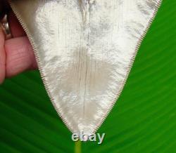 5.18 MEGALODON SHARK TOOTH Real Fossil NO RESTORATIONS GEORGIA