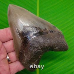 5.18 MEGALODON SHARK TOOTH Real Fossil NO RESTORATIONS GEORGIA