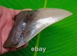5.18 MEGALODON SHARK TOOTH Real Fossil NO RESTORATIONS GEORGIA