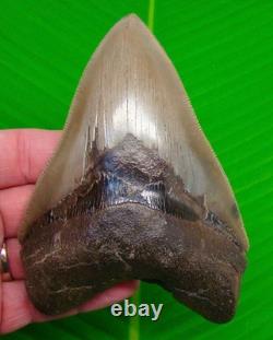 5.18 MEGALODON SHARK TOOTH Real Fossil NO RESTORATIONS GEORGIA