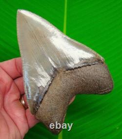 5.18 MEGALODON SHARK TOOTH Real Fossil NO RESTORATIONS GEORGIA