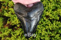 5.18 beautiful jet black Megalodon tooth Beaufort County, South Carolina USA