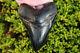 5.18 Beautiful Jet Black Megalodon Tooth Beaufort County, South Carolina Usa