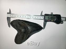 5.18 beautiful jet black Megalodon tooth Beaufort County, South Carolina USA