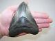 5.19 Inch Megalodon Fossil Shark Tooth Teeth 10.1 Oz Free Tooth Stand