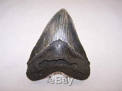 5.19 Inch Megalodon Fossil Shark Tooth Teeth 10.1 oz Free Tooth Stand