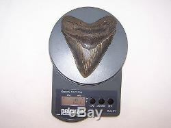 5.19 Inch Megalodon Fossil Shark Tooth Teeth 10.1 oz Free Tooth Stand