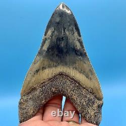 5.19 Indonesian Megalodon Shark Tooth High Grade No Restoration or Repair
