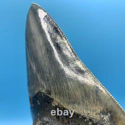 5.19 Indonesian Megalodon Shark Tooth High Grade No Restoration or Repair