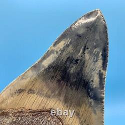 5.19 Indonesian Megalodon Shark Tooth High Grade No Restoration or Repair