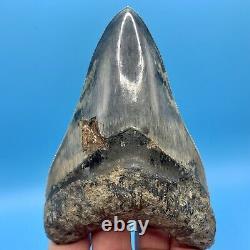 5.19 Indonesian Megalodon Shark Tooth High Grade No Restoration or Repair