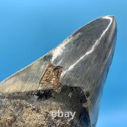 5.19 Indonesian Megalodon Shark Tooth High Grade No Restoration or Repair