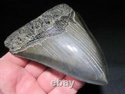 5-1/16 inch MEGALODON SHARK TOOTH Fossil Fish Teeth SC SOUTH CAROLINA SERRATED