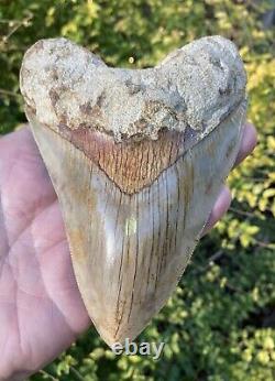 5-1/2 Inch ORANGE Bourlette 100% Natural Indonesian Megalodon Shark Tooth Fossil