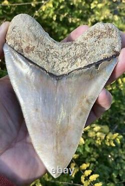 5-1/2 Inch ORANGE Bourlette 100% Natural Indonesian Megalodon Shark Tooth Fossil