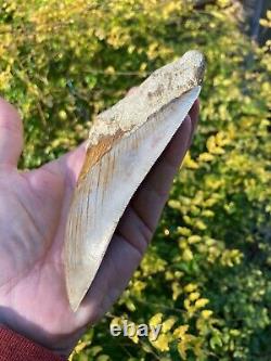 5-1/2 Inch ORANGE Bourlette 100% Natural Indonesian Megalodon Shark Tooth Fossil
