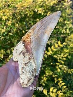 5-1/2 Inch ORANGE Bourlette 100% Natural Indonesian Megalodon Shark Tooth Fossil