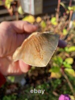 5-1/2 Inch ORANGE Bourlette 100% Natural Indonesian Megalodon Shark Tooth Fossil