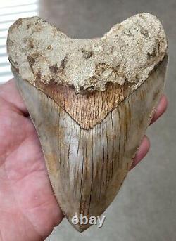 5-1/2 Inch ORANGE Bourlette 100% Natural Indonesian Megalodon Shark Tooth Fossil