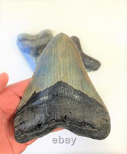 5 1/2 Inch Real Megalodon Shark Tooth Big Extinct Authentic Natural Teeth Meg