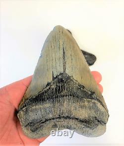 5 1/2 Inch Real Megalodon Shark Tooth Big Extinct Authentic Natural Teeth Meg