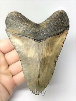 5 1/2 Inch Real Megalodon Shark Tooth Big Extinct Authentic Natural Teeth Meg