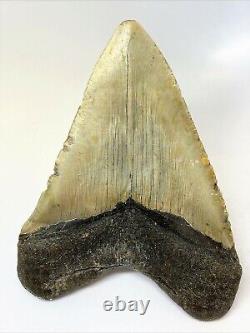 5 1/2 Inch Real Megalodon Shark Tooth Big Extinct Authentic Natural Teeth Meg