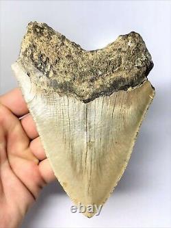 5 1/2 Inch Real Megalodon Shark Tooth Big Extinct Authentic Natural Teeth Meg