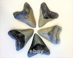 5 1/2 Inch Real Megalodon Shark Tooth Big Extinct Authentic Natural Teeth Meg