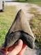5 1/4 Huge Megalodon Shark Tooth Teeth Fossil Jaws Ice Age Miocene Symmetrical