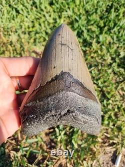5 1/4 Huge Megalodon Shark Tooth Teeth Fossil Jaws Ice Age Miocene Symmetrical