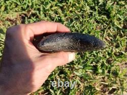 5 1/4 Huge Megalodon Shark Tooth Teeth Fossil Jaws Ice Age Miocene Symmetrical