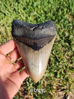 5 1/4 Huge Megalodon Shark Tooth Teeth Fossil Jaws Ice Age Miocene Symmetrical
