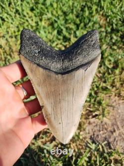 5 1/4 Huge Megalodon Shark Tooth Teeth Fossil Jaws Ice Age Miocene Symmetrical