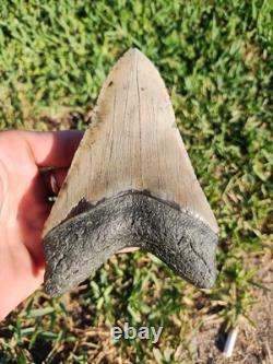 5 1/4 Huge Megalodon Shark Tooth Teeth Fossil Jaws Ice Age Miocene Symmetrical