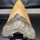 5 1/4 World Class Megalodon Shark Tooth Real Fossil No Restorations (xa07)