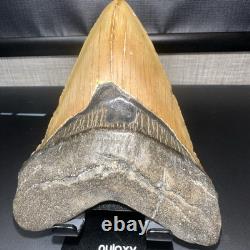 5 1/4 WORLD CLASS Megalodon Shark Tooth REAL Fossil No Restorations (XA07)