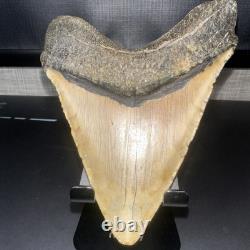 5 1/4 WORLD CLASS Megalodon Shark Tooth REAL Fossil No Restorations (XA07)