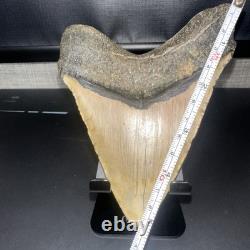 5 1/4 WORLD CLASS Megalodon Shark Tooth REAL Fossil No Restorations (XA07)