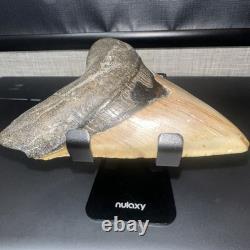 5 1/4 WORLD CLASS Megalodon Shark Tooth REAL Fossil No Restorations (XA07)