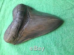 5 1/8 MEGALODON Tooth COLLECTOR QUALITY