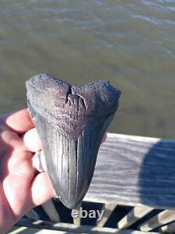 5 1/8'' Megalodon Shark Tooth Rare Black Fossil Quality Large. No Repairs