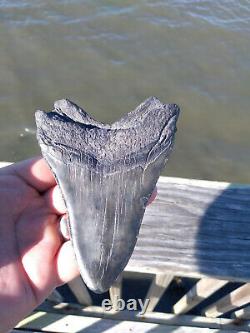 5 1/8'' Megalodon Shark Tooth Rare Black Fossil Quality Large. No Repairs