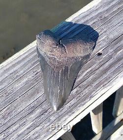 5 1/8'' Megalodon Shark Tooth Rare Black Fossil Quality Large. No Repairs