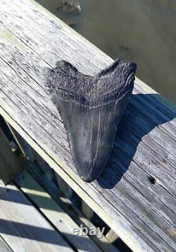 5 1/8'' Megalodon Shark Tooth Rare Black Fossil Quality Large. No Repairs
